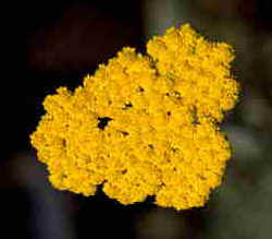flower head of Coronation Gold