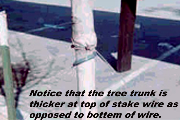 If wire is left around this tree, the tree will most 
probably expire. If wire is removed from around this tree, the tree will most probably 
expire.