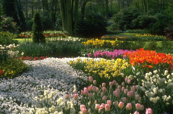 Kuekenhof Gardens, Holland, here a river of white Anemones flows through Tulips ending with a stand of Fritilaria in the distance.