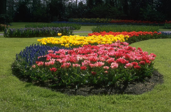 Tulips, although short lived, provide an impact on a landscape like no other flower can do.